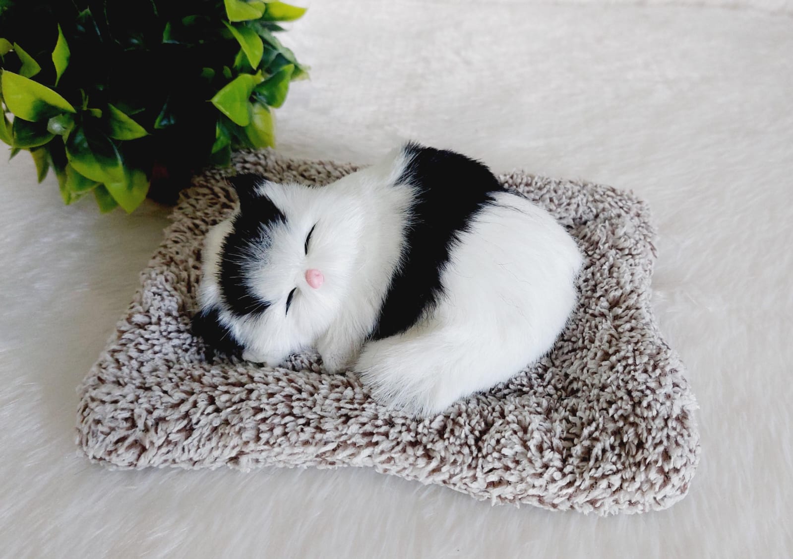 Sleeping Cat - White & Black