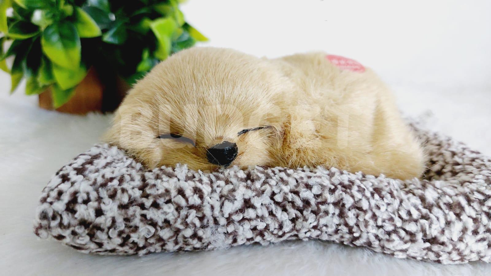 Sleeping Dog | Brown