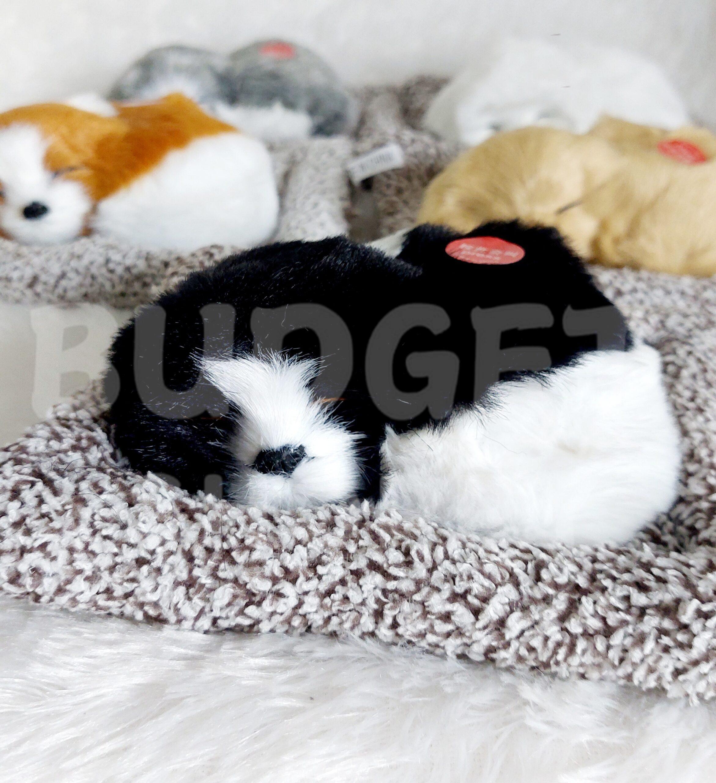 Sleeping Dog | Black & White