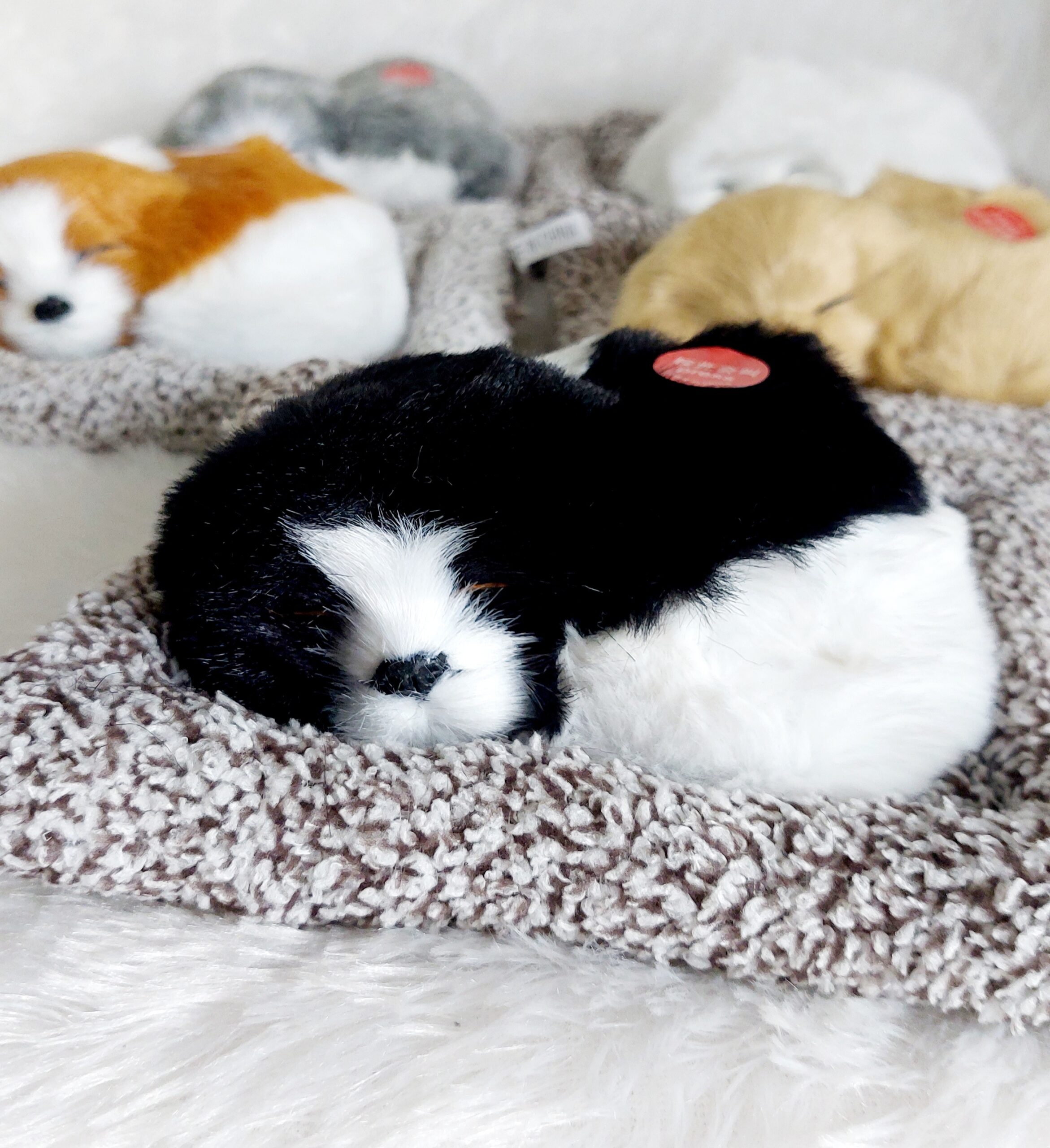 Sleeping Dog | Black & White